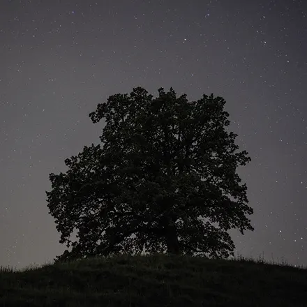 Baum bei Nacht mit Sternenhimmel Baum bei Nacht mit Sternenhimmel